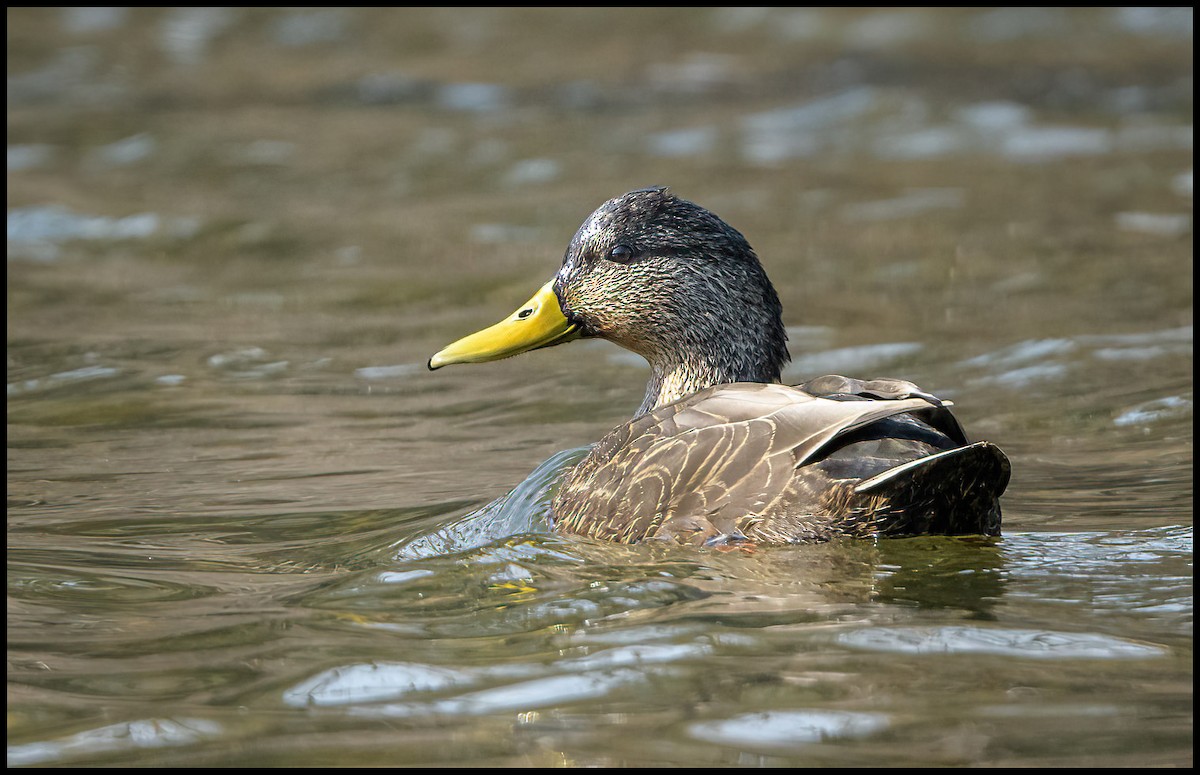 American Black Duck - Jim Emery