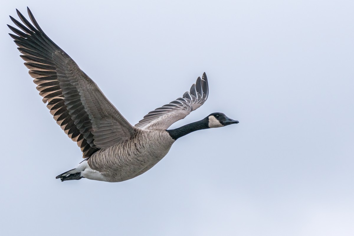 Canada Goose - Matt Saunders