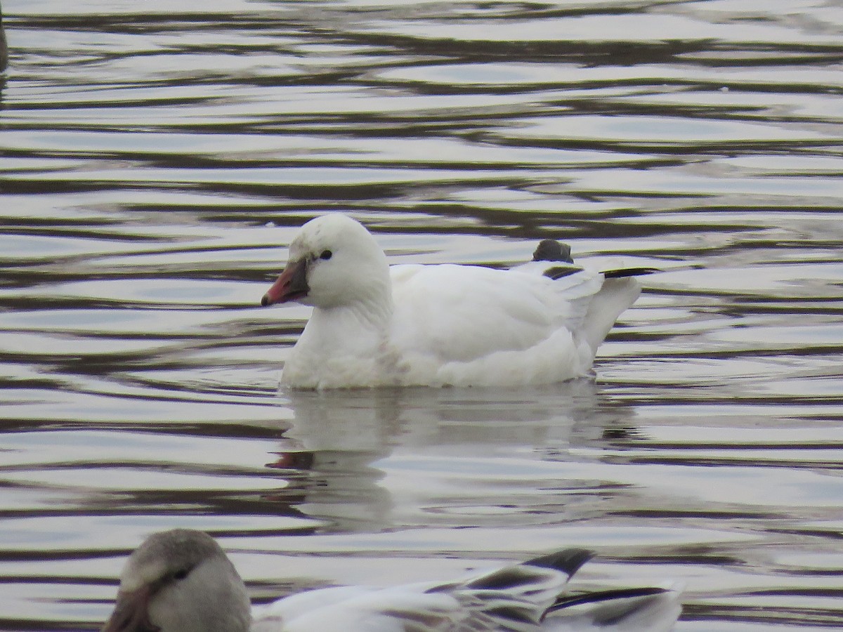 Ross's Goose - Teri Warren