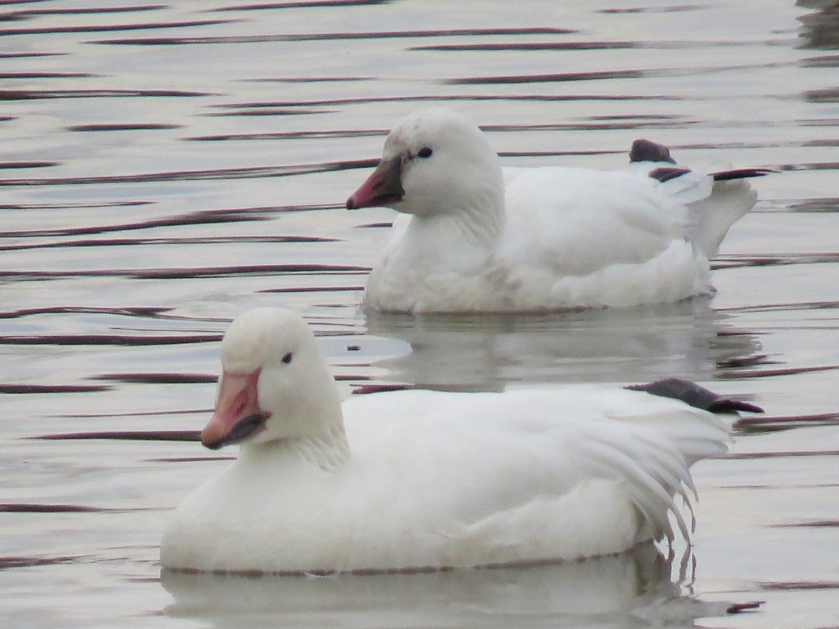 Ross's Goose - ML422770511