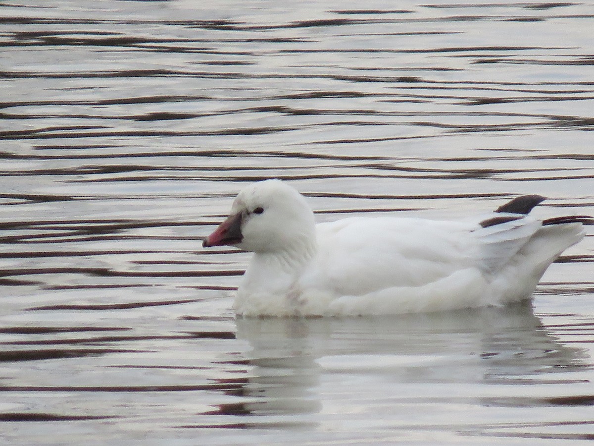 Ross's Goose - ML422770521