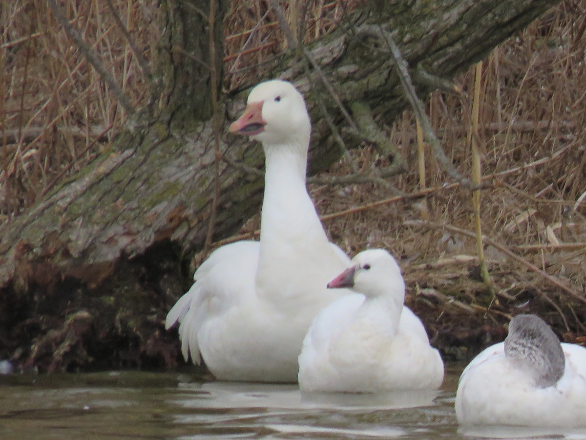 Ross's Goose - ML422770591