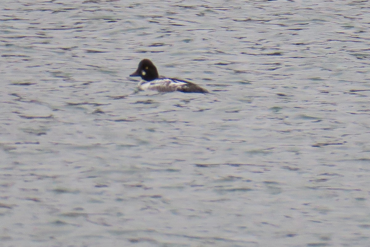 Common Goldeneye - ML42277061