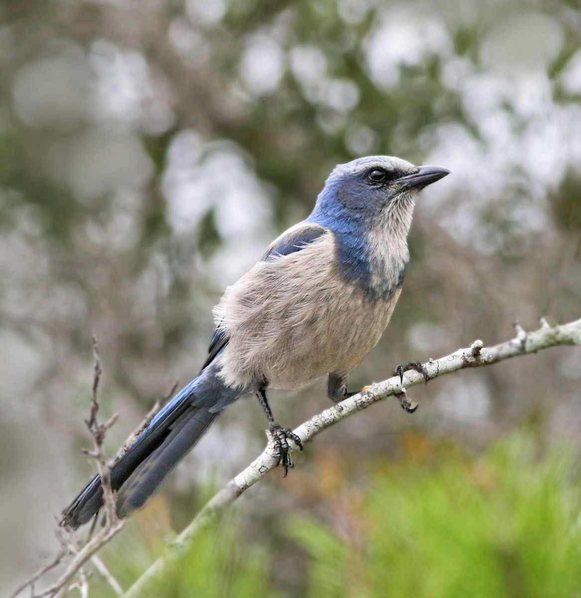 Florida Scrub-Jay - ML42277091