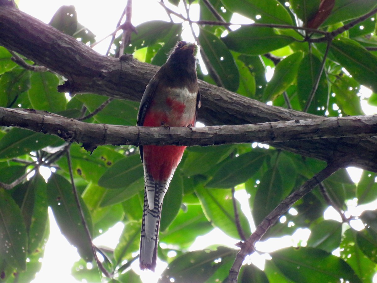 Elegant Trogon - John van Dort