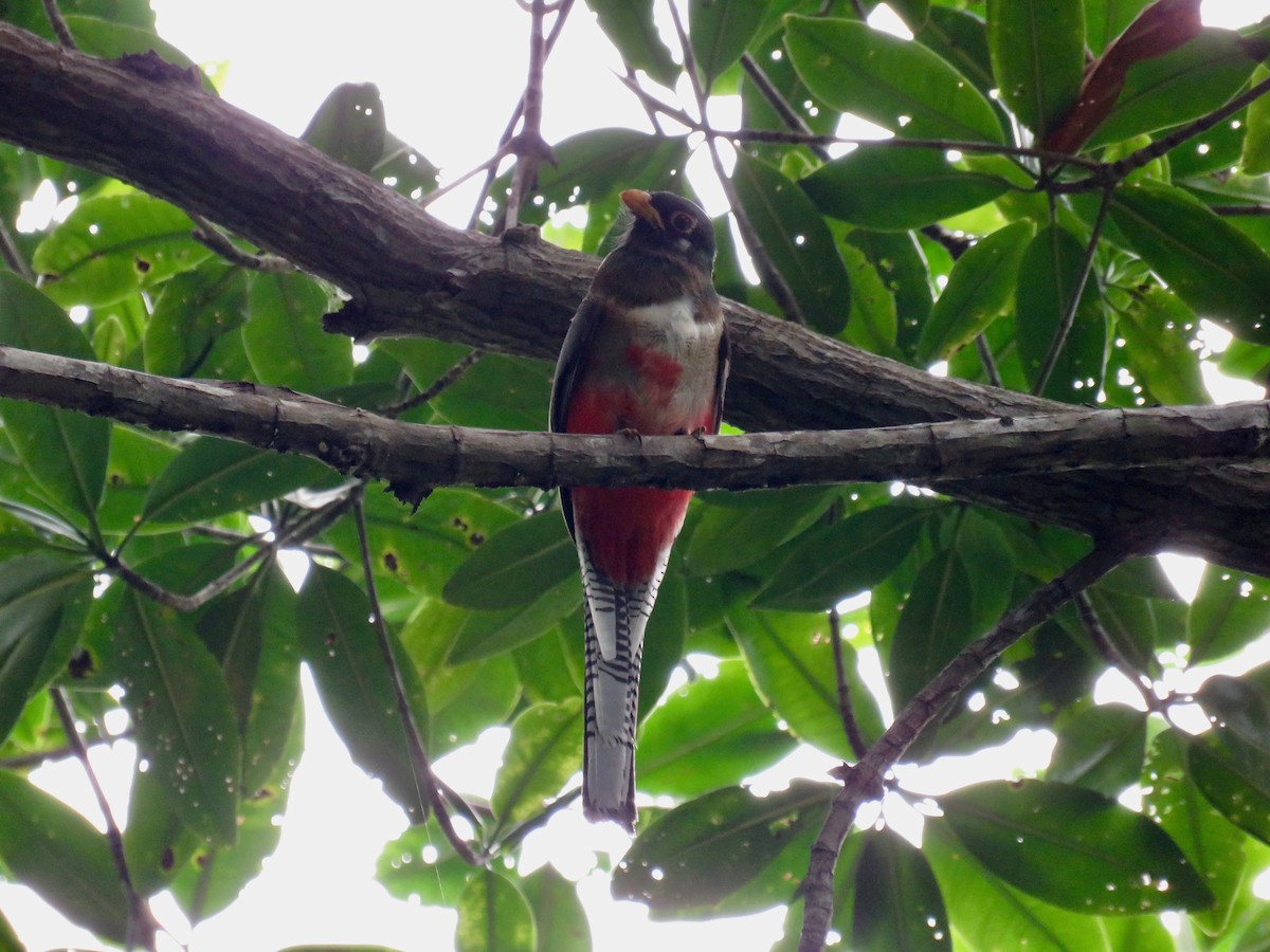 Elegant Trogon - ML42277241