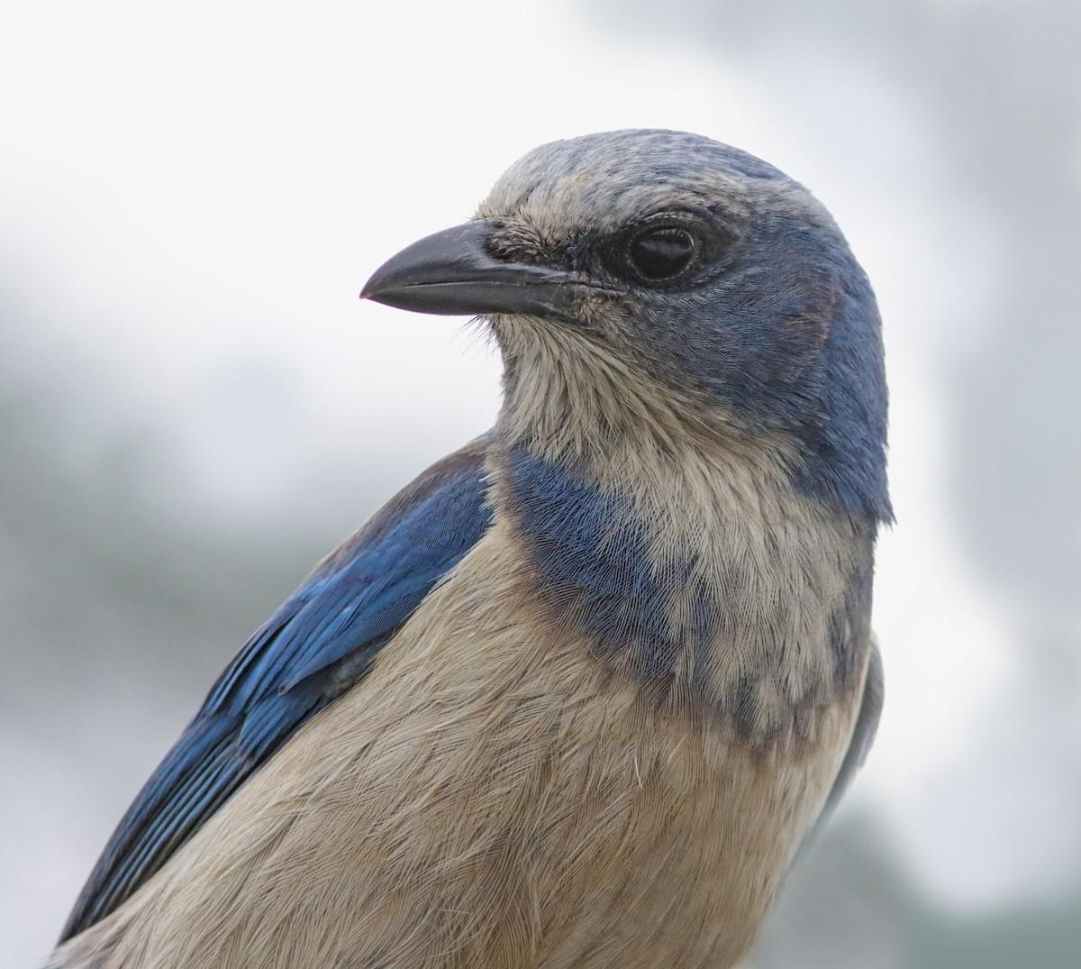 Florida Scrub-Jay - ML42277251