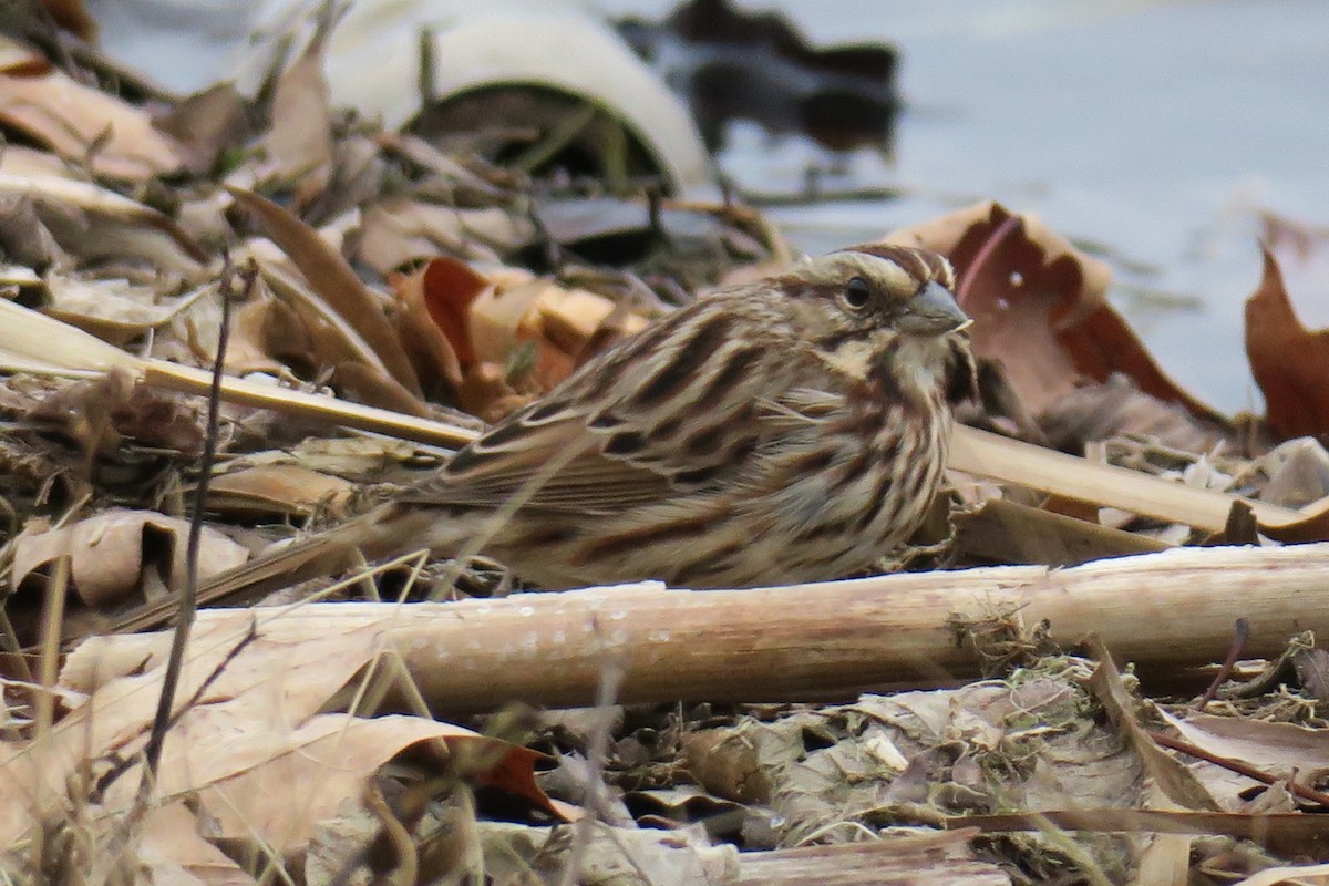 Song Sparrow - ML42277271