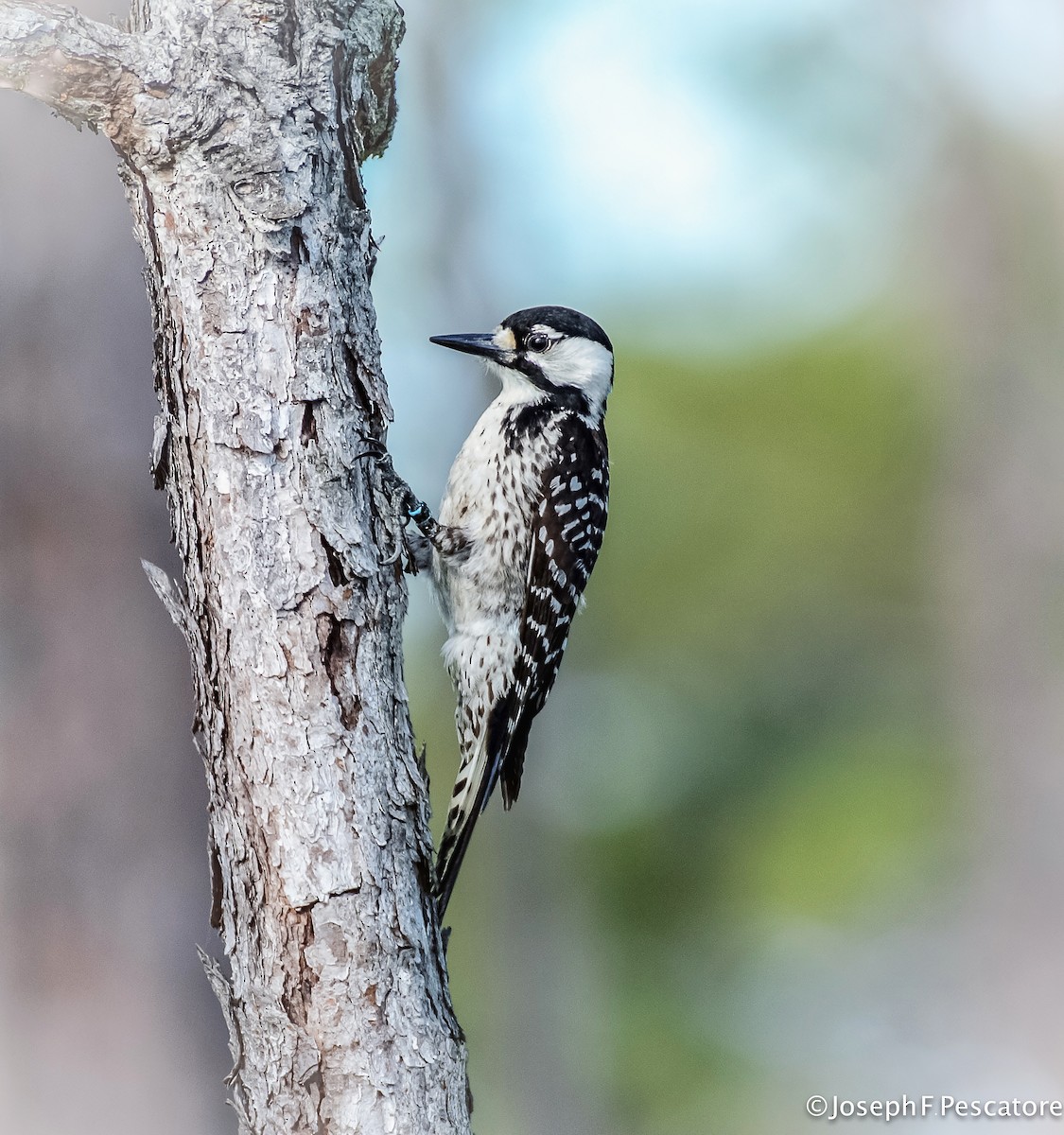 Red-cockaded Woodpecker - ML42277381