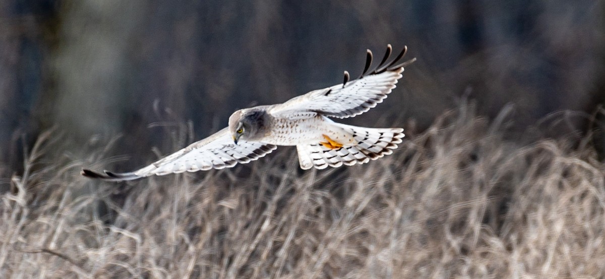 Northern Harrier - ML422773961