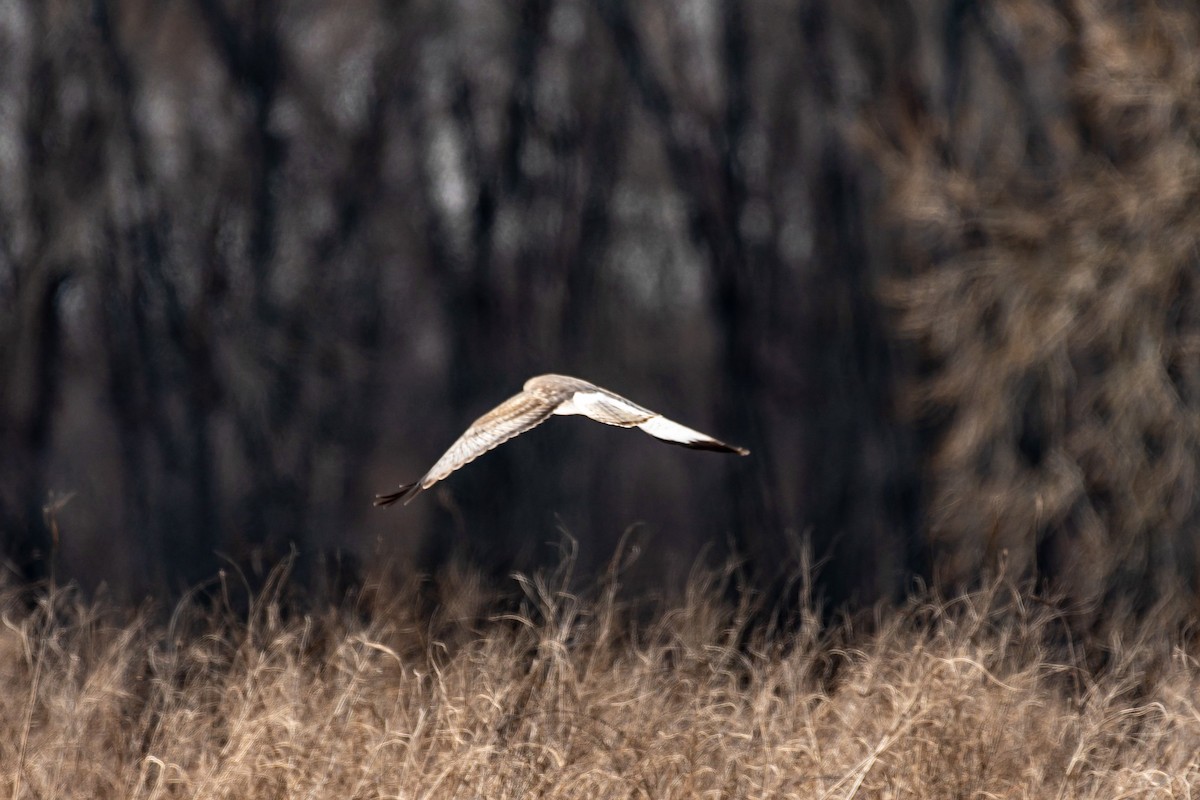 Northern Harrier - ML422773971