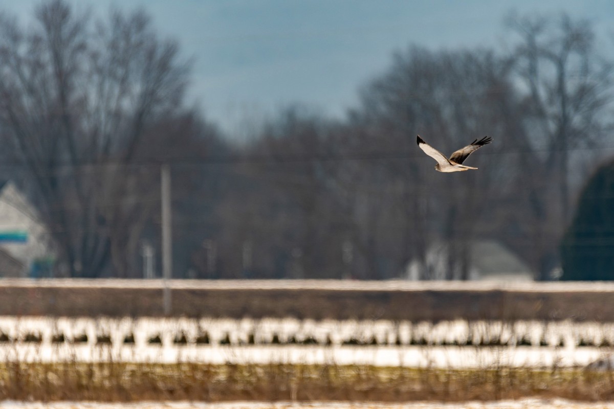 Northern Harrier - ML422773981