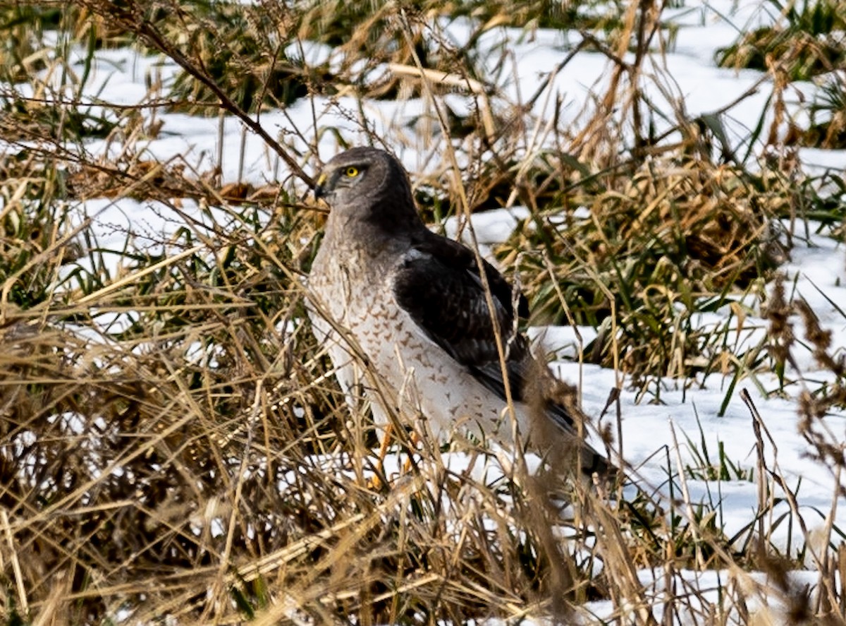 Northern Harrier - ML422773991