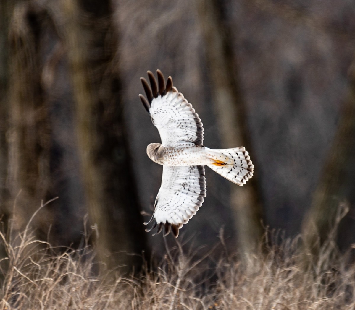Northern Harrier - ML422774001