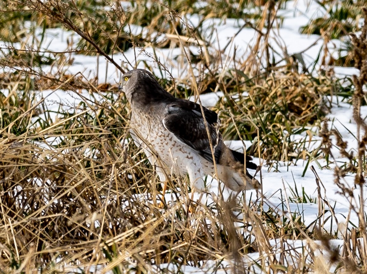 Northern Harrier - ML422774011