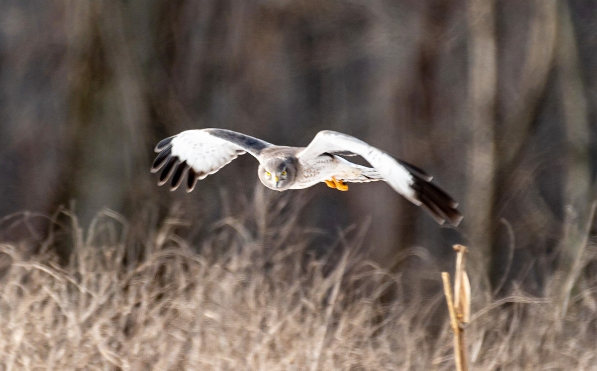 Northern Harrier - ML422774021