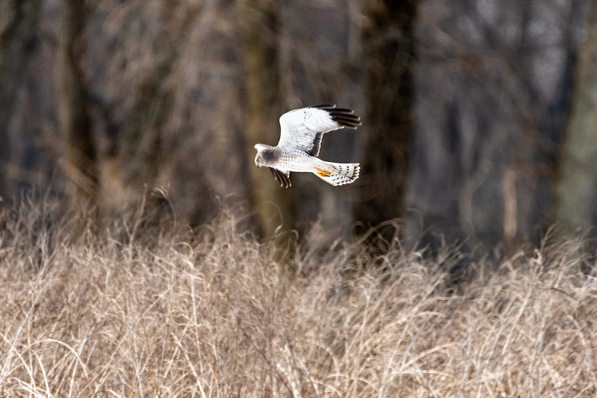 Northern Harrier - ML422774041