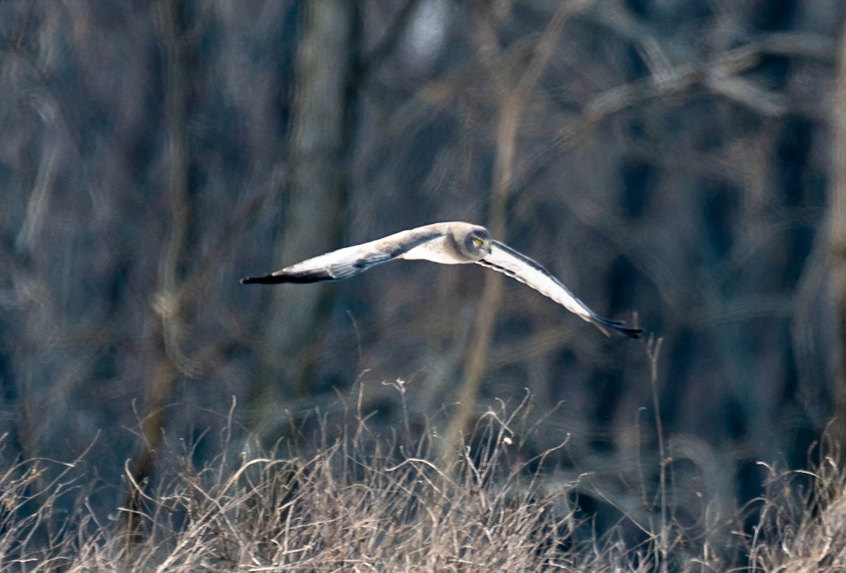 Northern Harrier - ML422774051