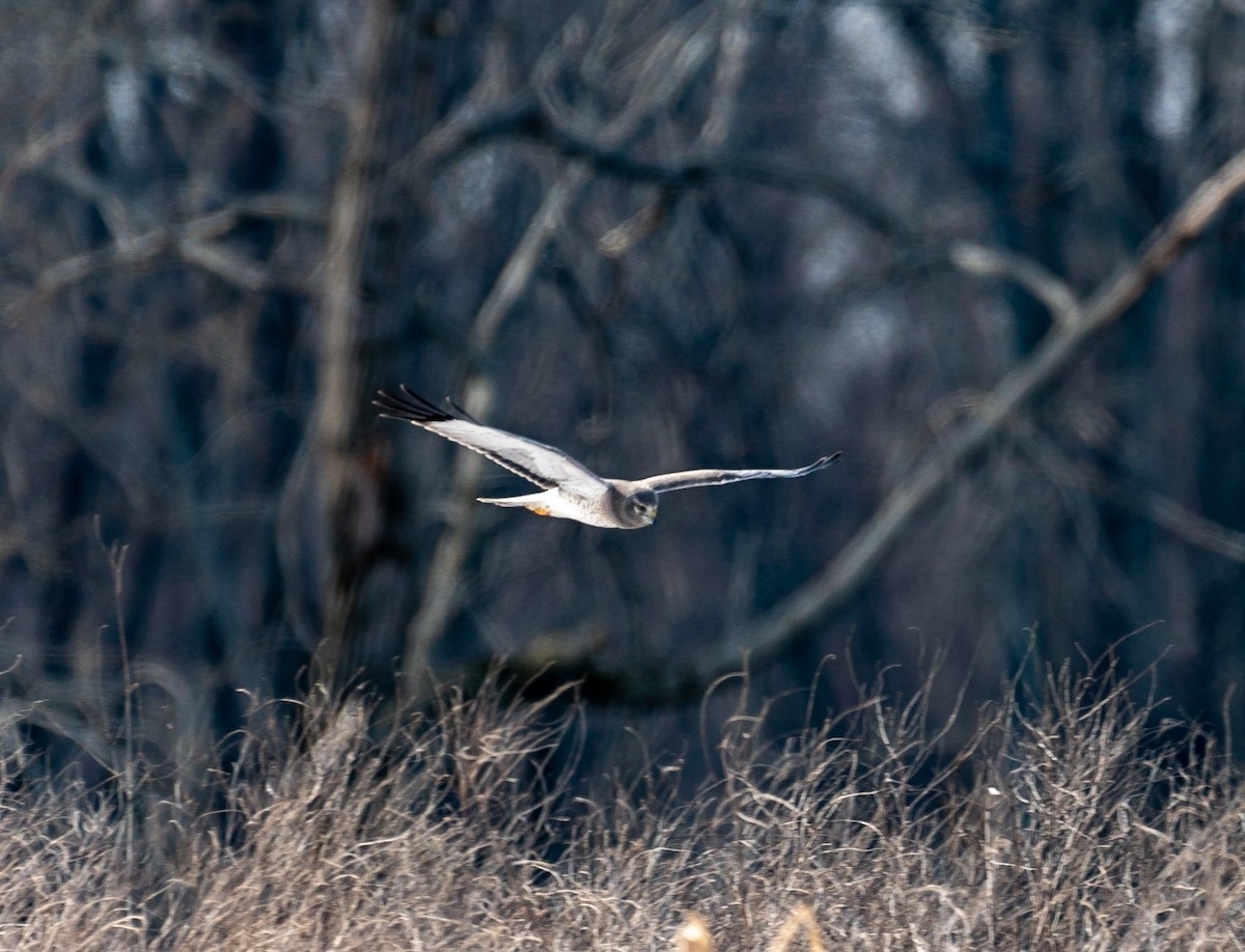 Northern Harrier - ML422774061