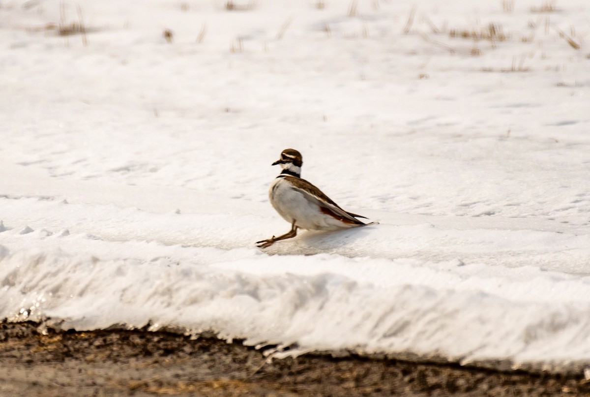 Killdeer - ML422774791