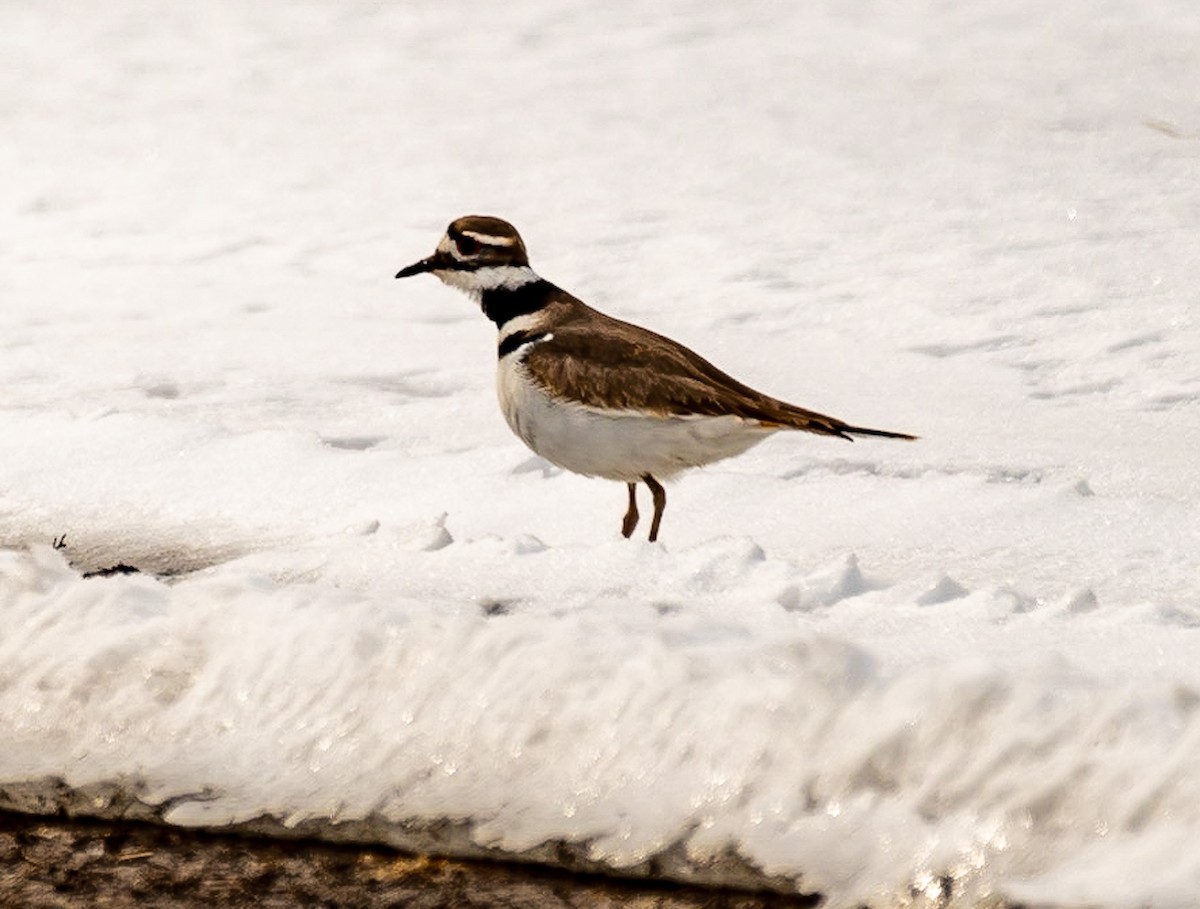 Killdeer - ML422774801