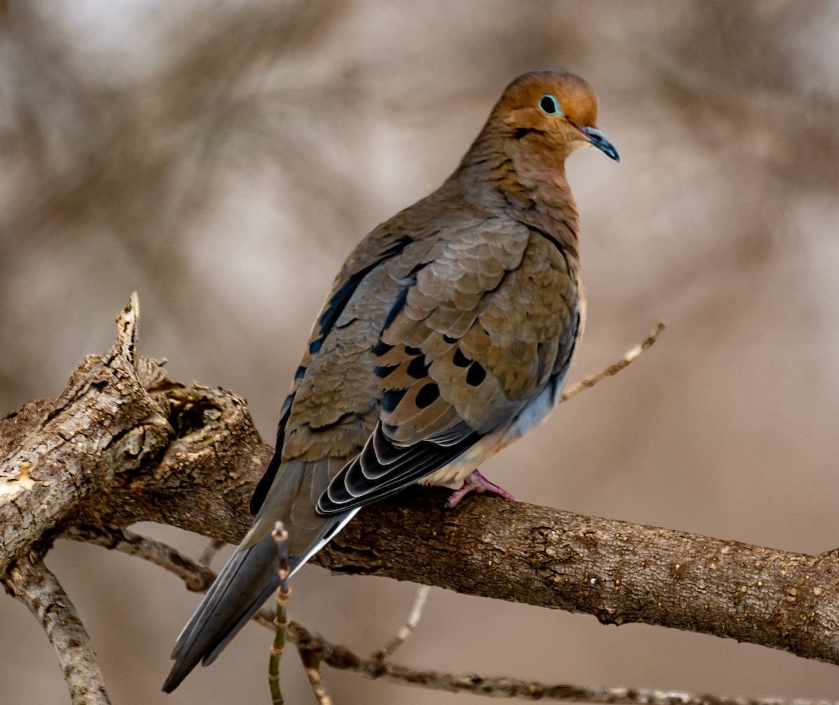 Mourning Dove - ML422775181