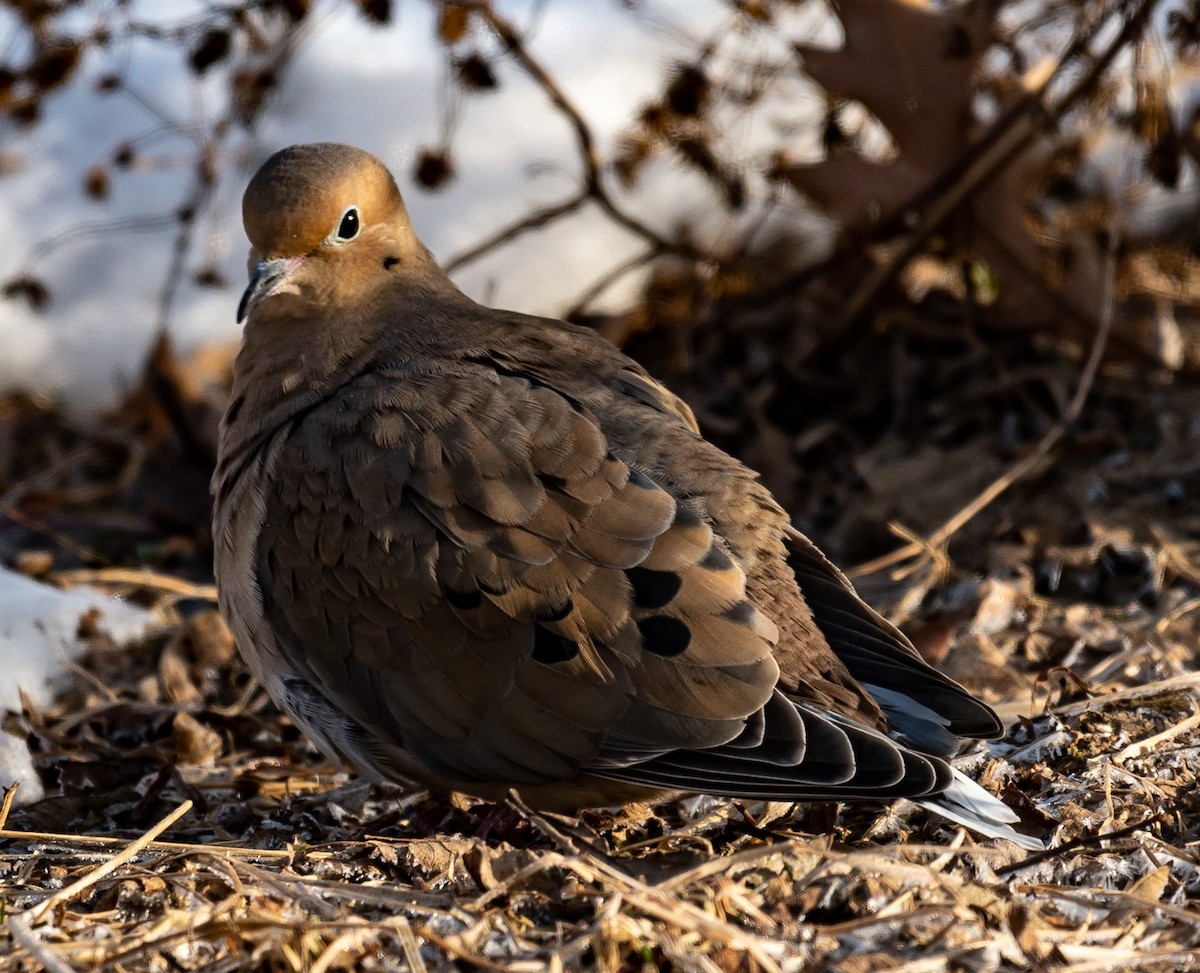 Mourning Dove - ML422775191