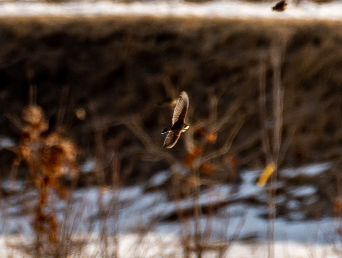 Horned Lark - ML422775821