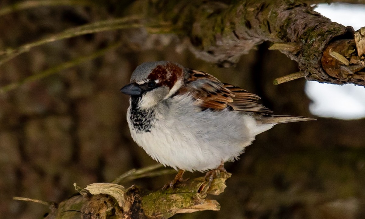 House Sparrow - ML422776081
