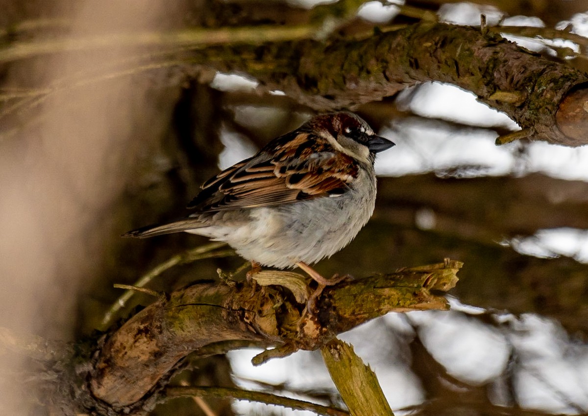 House Sparrow - ML422776091