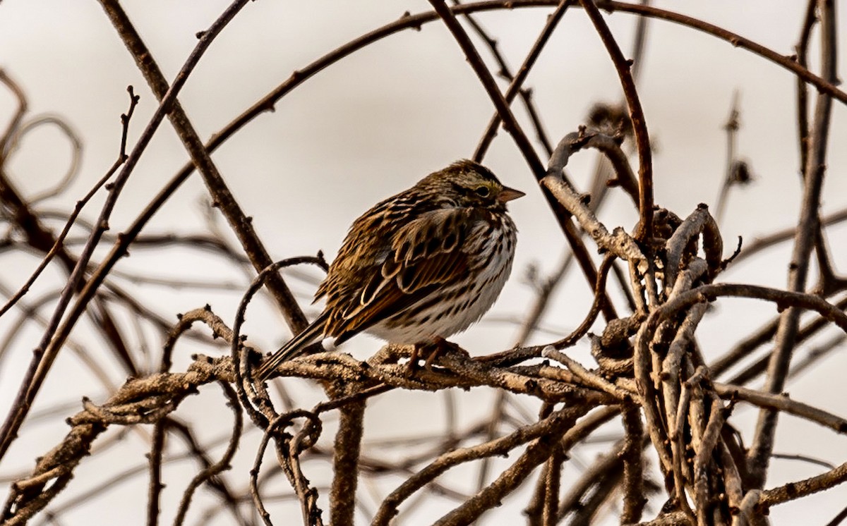 American Tree Sparrow - ML422776451