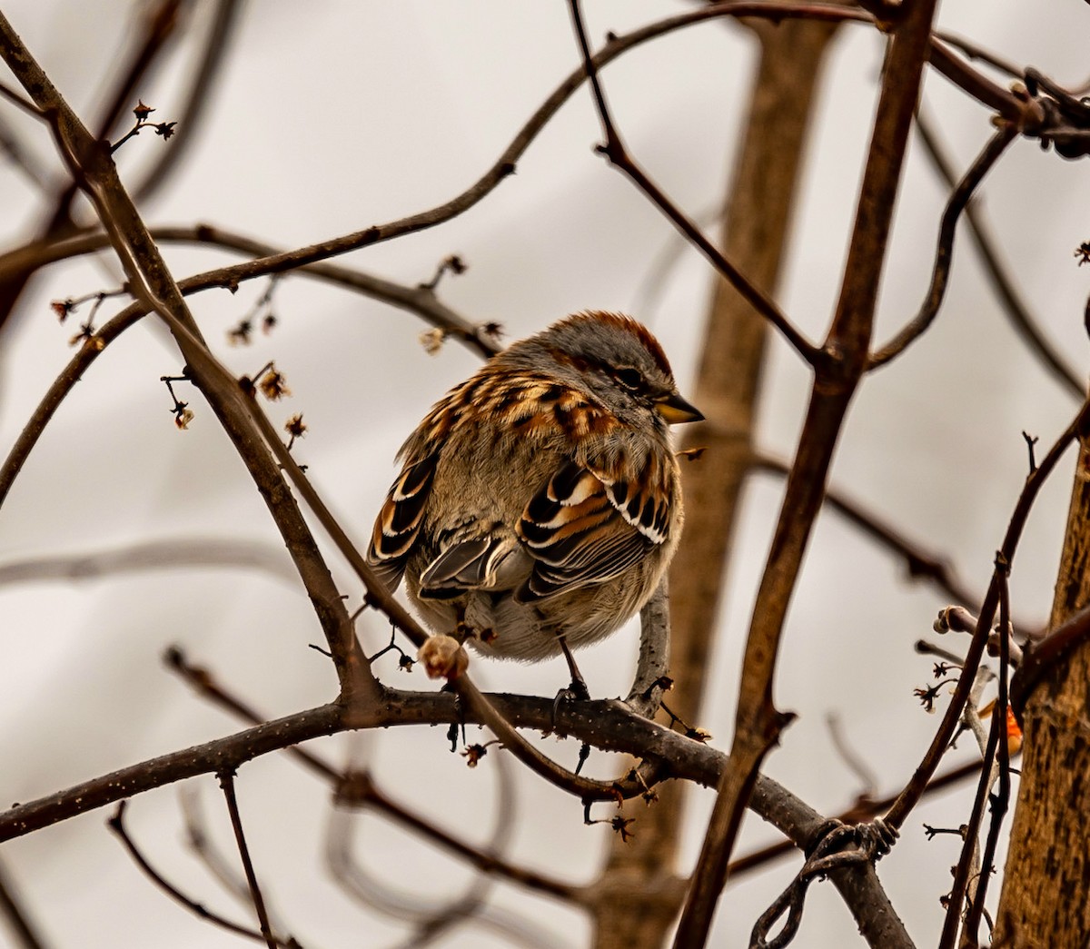 American Tree Sparrow - ML422776491