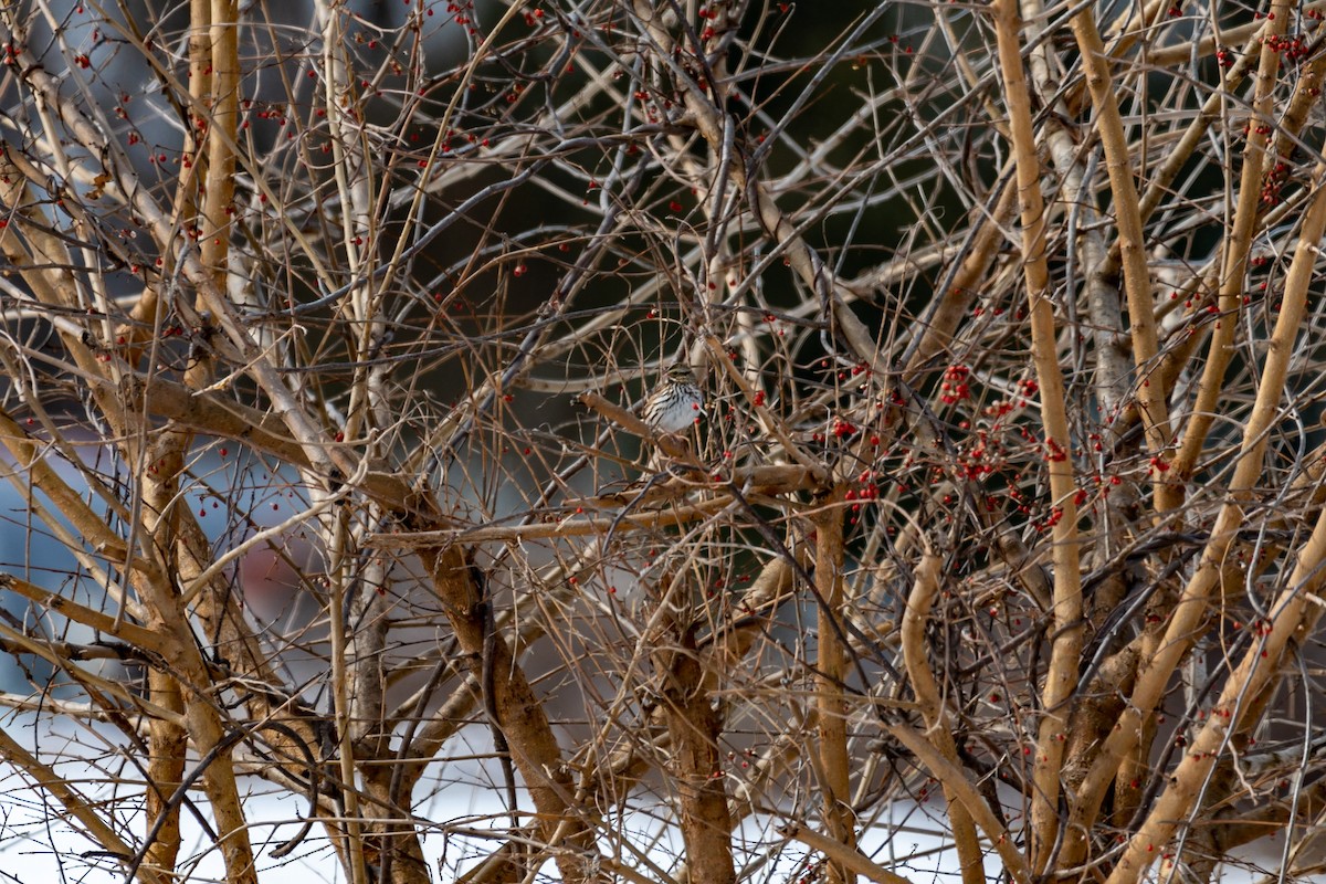 new world sparrow sp. - ML422776801