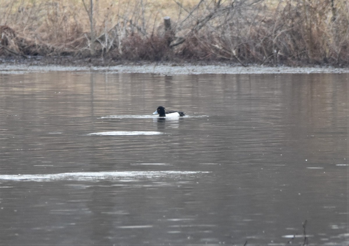 Tufted Duck - Chris & Cherie Miller