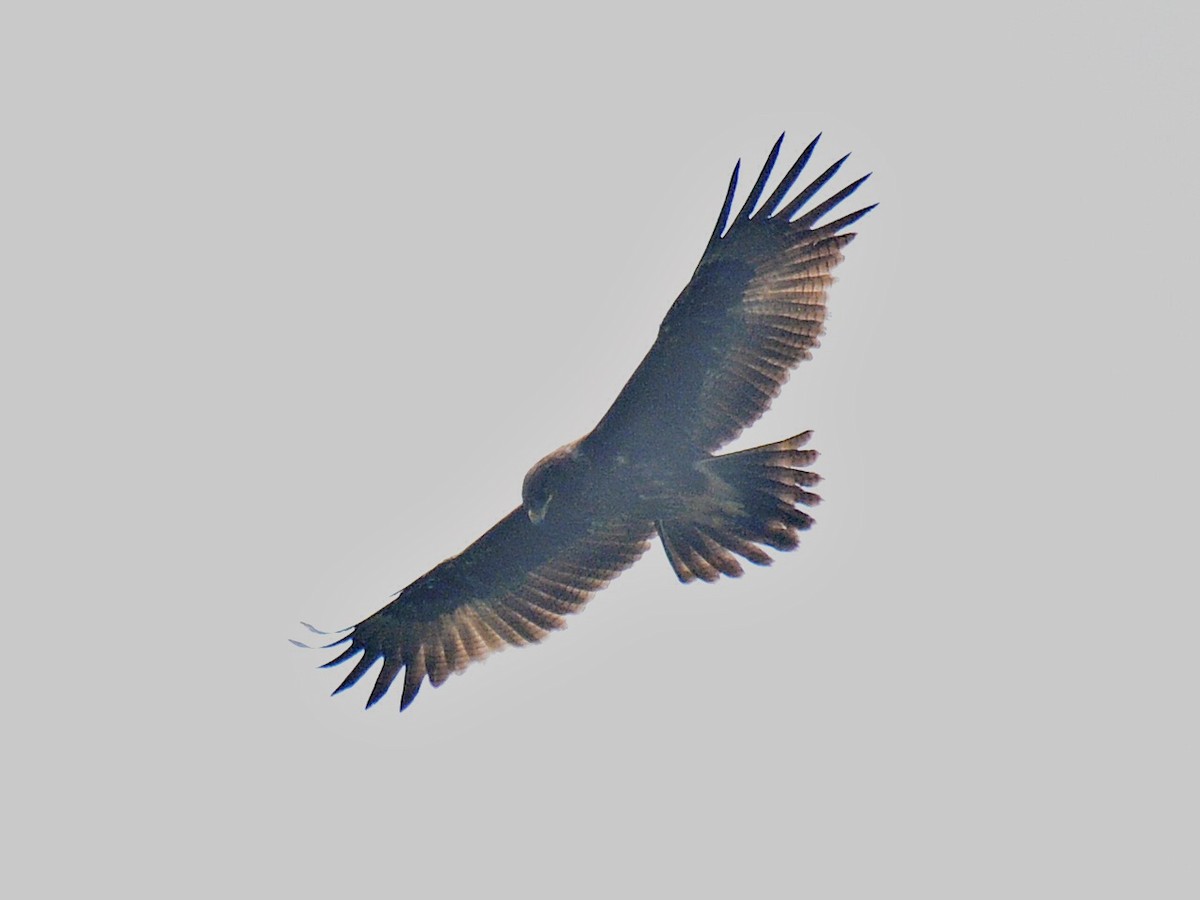 Indian Spotted Eagle - ML42277851