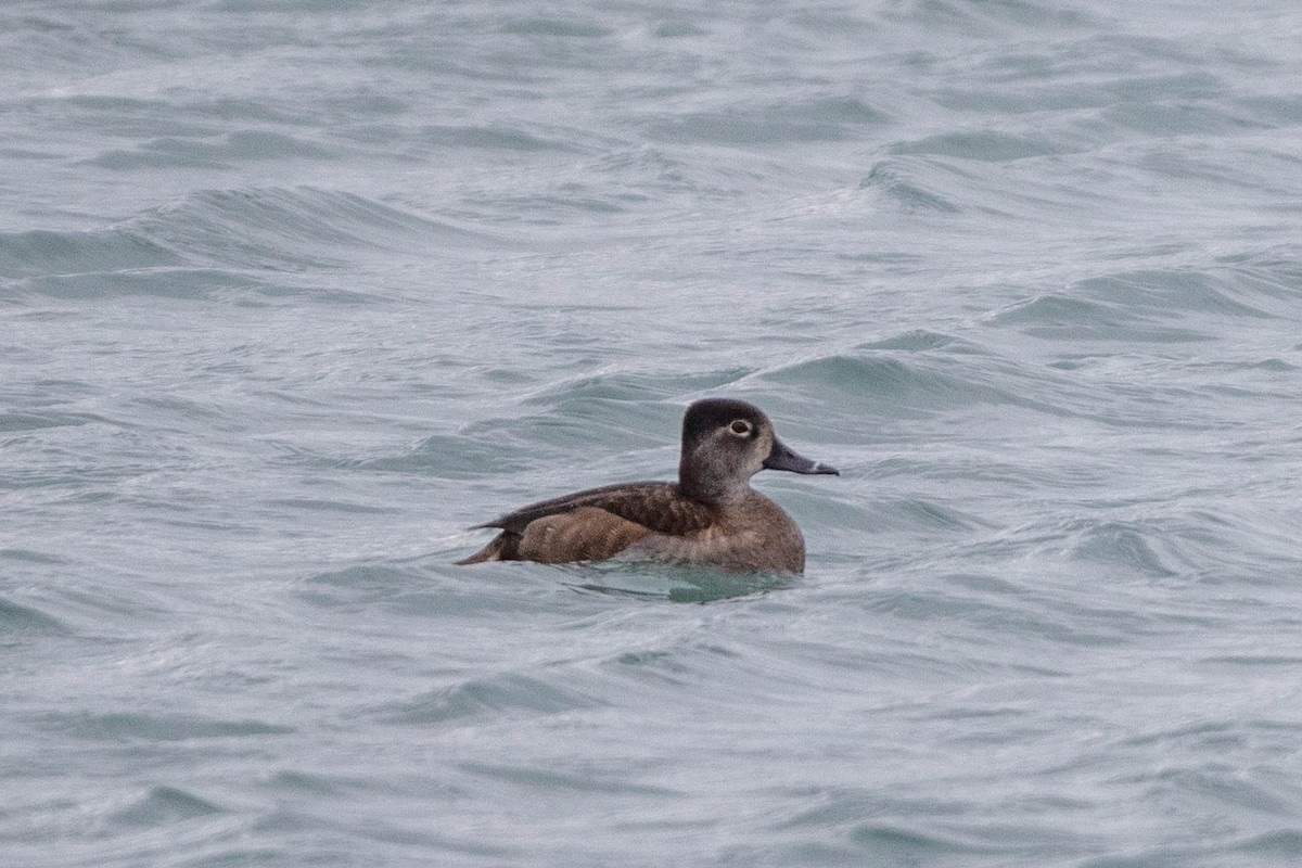 Ring-necked Duck - Frank Geilen