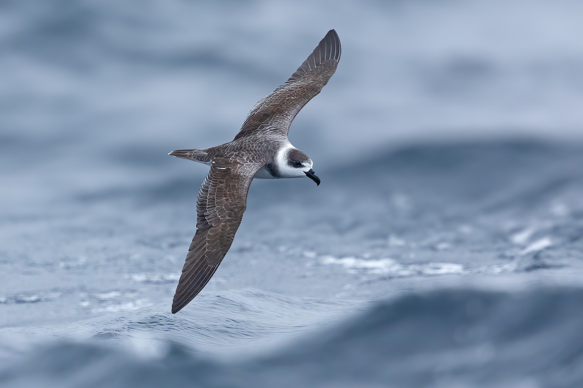 White-necked Petrel - JJ Harrison
