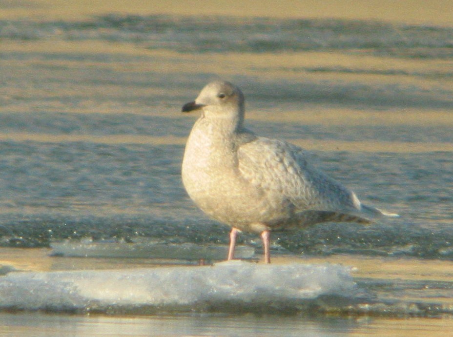 Iceland Gull (kumlieni/glaucoides) - ML42278011