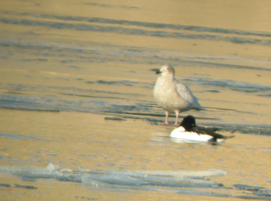 Iceland Gull (kumlieni/glaucoides) - ML42278021