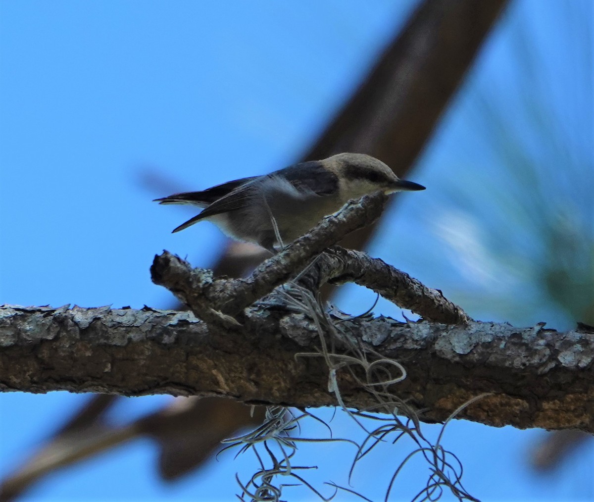 Brown-headed Nuthatch - ML422780961