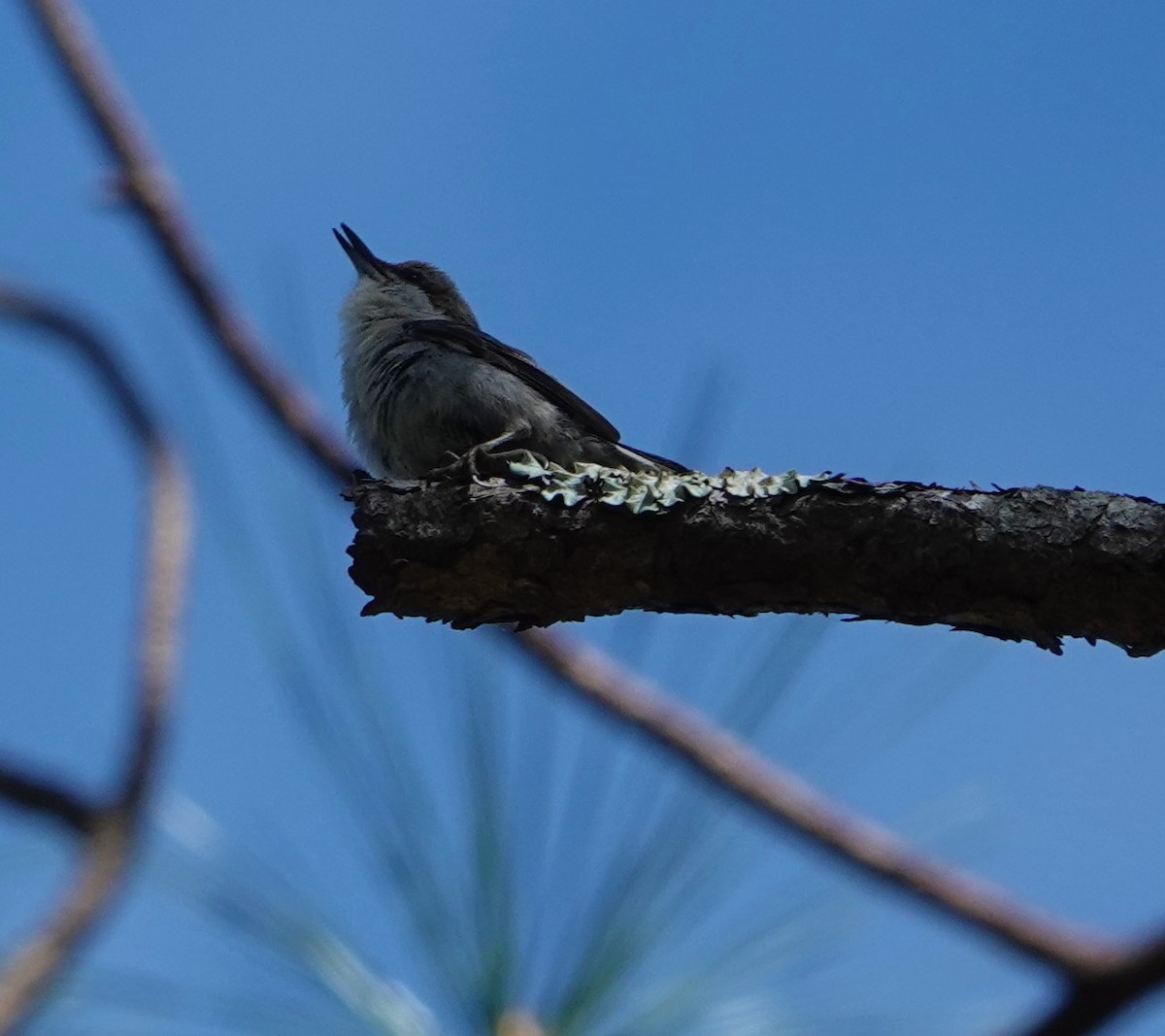 Brown-headed Nuthatch - ML422781101