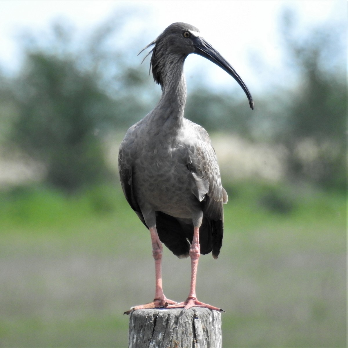 ibis běločelý - ML422781191