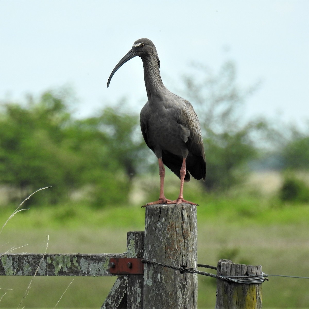 ibis běločelý - ML422781221
