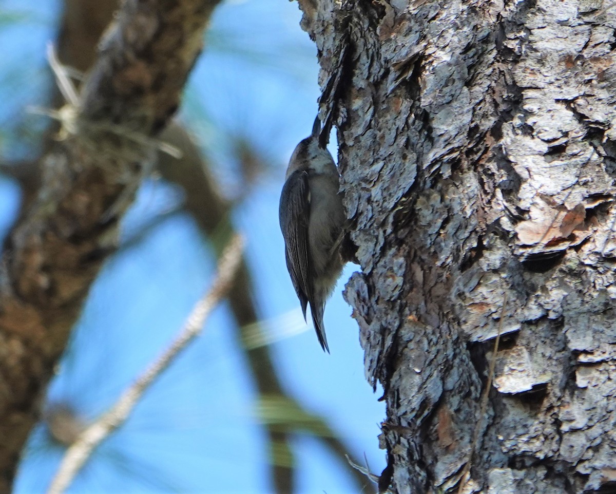 Brown-headed Nuthatch - ML422781241