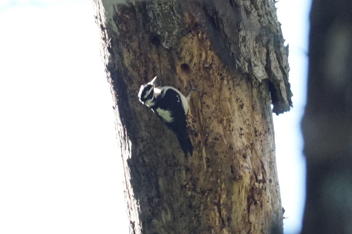 Hairy Woodpecker - ML422781421