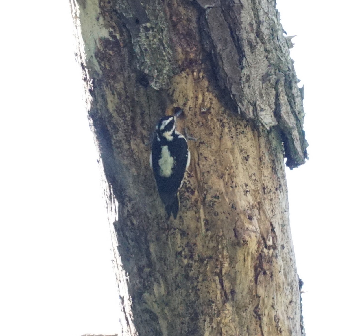 Hairy Woodpecker - ML422781431