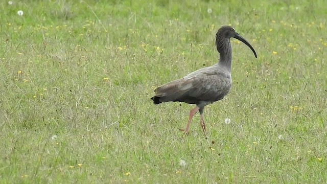 ibis běločelý - ML422781531