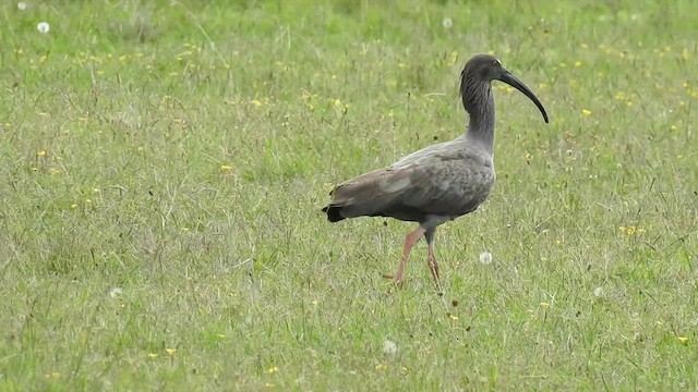 Ibis plombé - ML422781531