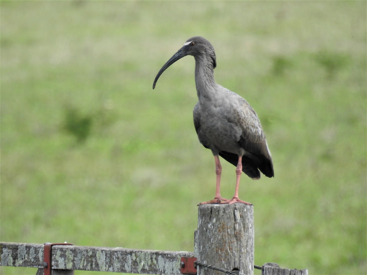 ibis běločelý - ML422783391