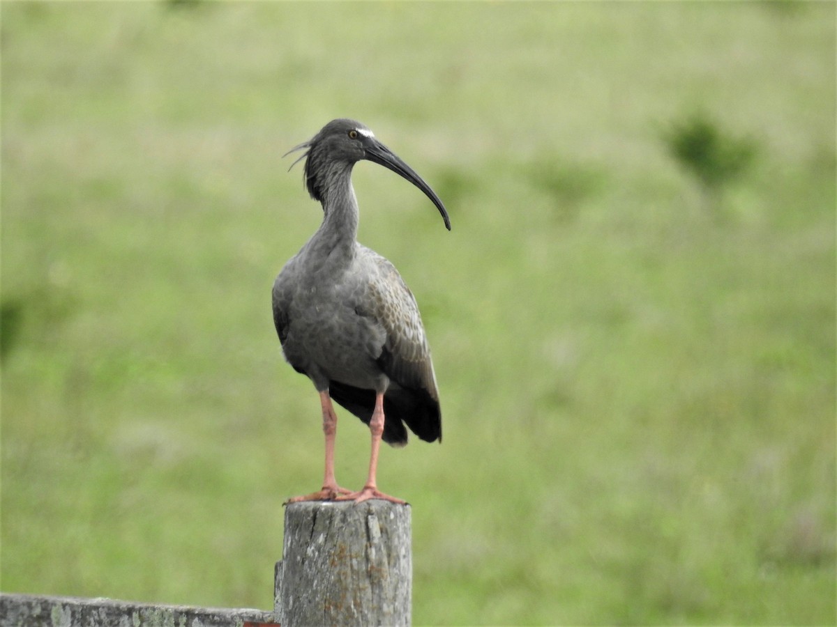 ibis běločelý - ML422783401